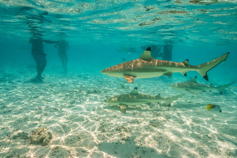 French Polynesia- Bora Bora. Black-tip reef sharks near tourists.
